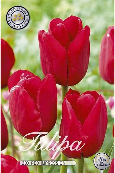 Tulip Red Impression 20-pakning